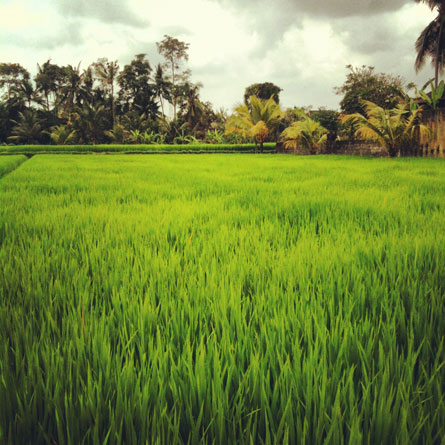 One Month in Bali