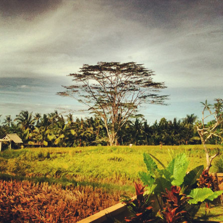 Ubud Bali rice fields house www.mr-cup.com