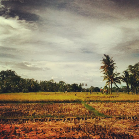 Ubud Bali rice fields house www.mr-cup.com