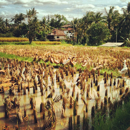 Ubud Bali rice fields house www.mr-cup.com