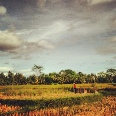 Ubud Bali rice fields house www.mr-cup.com