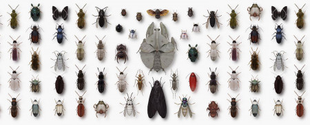 Arthropoda Iconicus by Richard Wilkinson